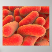 Microscopisch Uitzicht van bacteriën 4 Poster (Voorkant)