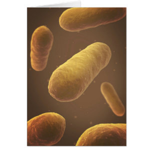 Microscopisch Uitzicht van bacteriën 5