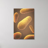 Microscopisch Uitzicht van bacteriën 5 Canvas Afdruk (Voorkant)