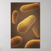 Microscopisch Uitzicht van bacteriën 5 Poster (Voorkant)