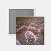 Microscopisch uitzicht van bacteriën magneet (Voorkant / Achterkant)