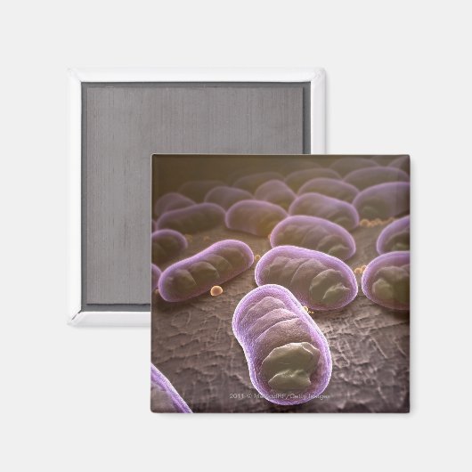 Microscopisch uitzicht van bacteriën magneet (Voorkant / Achterkant)