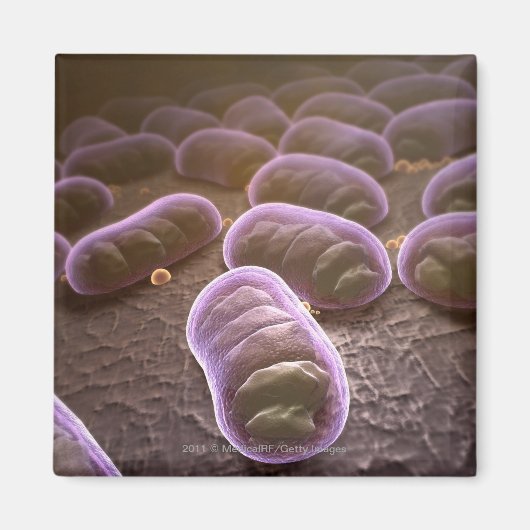 Microscopisch uitzicht van bacteriën magneet (Voorkant)