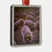Microscopisch uitzicht van bacteriën metalen ornament (Rechts)