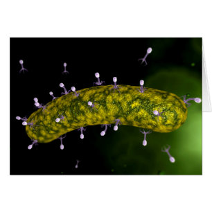 Microscopisch Uitzicht van bacteriofaag