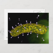 Microscopisch Uitzicht van bacteriofaag Briefkaart (Voorkant / Achterkant)