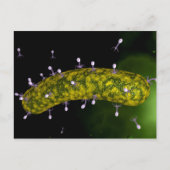 Microscopisch Uitzicht van bacteriofaag Briefkaart (Voorkant)