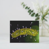 Microscopisch Uitzicht van bacteriofaag Briefkaart (Staand voorkant)