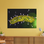 Microscopisch Uitzicht van bacteriofaag Canvas Afdruk (Insitu (Woonkamer))