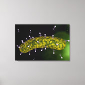 Microscopisch Uitzicht van bacteriofaag Canvas Afdruk (Voorkant)