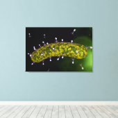 Microscopisch Uitzicht van bacteriofaag Canvas Afdruk (Insitu (Houten vloer))