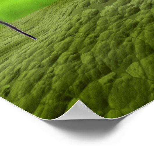 Microscopisch Uitzicht van bacteriofaag Poster (Hoek)