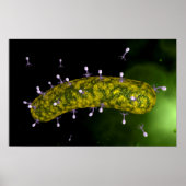 Microscopisch Uitzicht van bacteriofaag Poster (Voorkant)