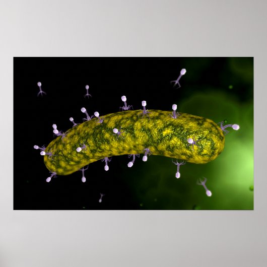 Microscopisch Uitzicht van bacteriofaag Poster (Voorkant)