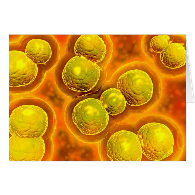 Microscopisch Uitzicht van Chlamydia (Voorkant Horizontaal)