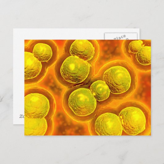 Microscopisch Uitzicht van Chlamydia Briefkaart (Voorkant / Achterkant)