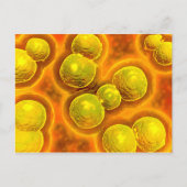 Microscopisch Uitzicht van Chlamydia Briefkaart (Voorkant)