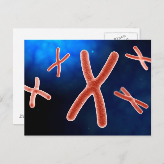 Microscopisch Uitzicht van chromosoom 1 Briefkaart (Voorkant / Achterkant)