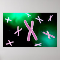 Microscopisch Uitzicht van chromosoom 2