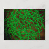 Microscopisch Uitzicht van Cocci Bacterium Briefkaart (Voorkant)