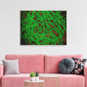 Microscopisch Uitzicht van Cocci Bacterium Canvas Afdruk (Insitu (Woonkamer))
