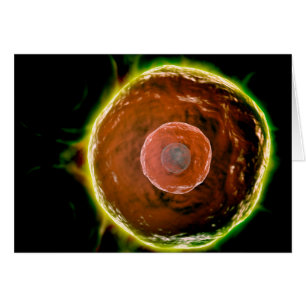 Microscopisch Uitzicht van de B-cellen 2 van de me