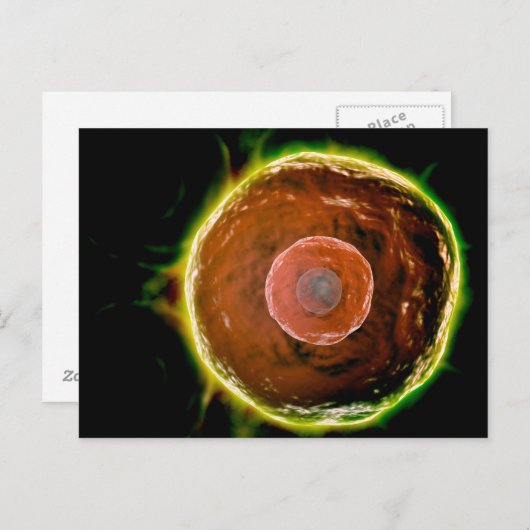 Microscopisch Uitzicht van de B-cellen 2 van de me Briefkaart (Voorkant / Achterkant)