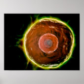 Microscopisch Uitzicht van de B-cellen 2 van de me Poster (Voorkant)