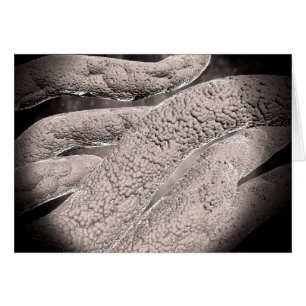 Microscopisch Uitzicht van de korncobformatie