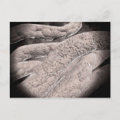 Microscopisch Uitzicht van de korncobformatie Briefkaart (Voorkant)