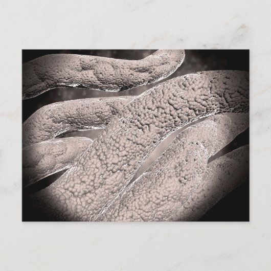 Microscopisch Uitzicht van de korncobformatie Briefkaart (Voorkant)