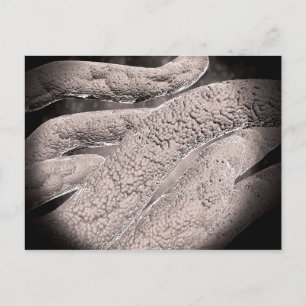 Microscopisch Uitzicht van de korncobformatie Briefkaart