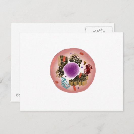 Microscopisch Uitzicht van dierlijke cellen 1 Briefkaart (Voorkant / Achterkant)