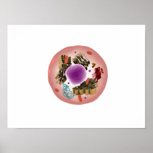 Microscopisch Uitzicht van dierlijke cellen 1 Poster