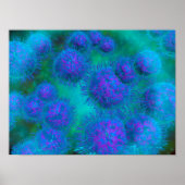 Microscopisch Uitzicht van diplococcus Bacterium Poster (Voorkant)