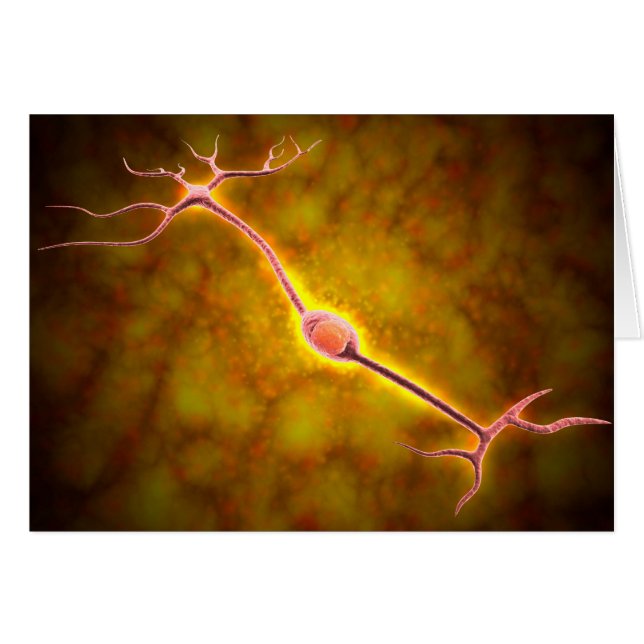 Microscopisch Uitzicht van een bipolaire neuron (Voorkant Horizontaal)