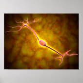 Microscopisch Uitzicht van een bipolaire neuron Poster (Voorkant)