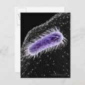 Microscopisch uitzicht van een helicobacter pylori briefkaart (Voorkant / Achterkant)