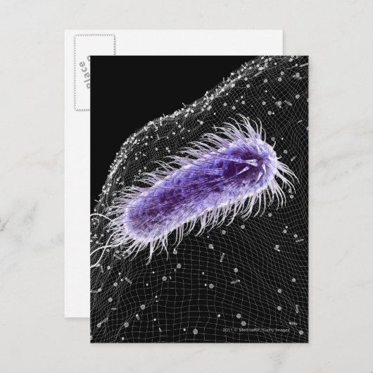Microscopisch uitzicht van een helicobacter pylori briefkaart (Voorkant / Achterkant)