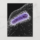 Microscopisch uitzicht van een helicobacter pylori briefkaart (Voorkant)