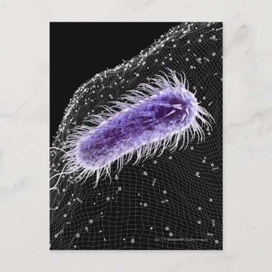 Microscopisch uitzicht van een helicobacter pylori briefkaart (Voorkant)