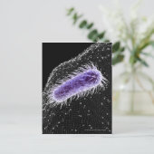 Microscopisch uitzicht van een helicobacter pylori briefkaart (Staand voorkant)