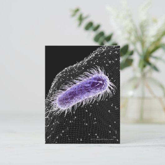 Microscopisch uitzicht van een helicobacter pylori briefkaart (Staand voorkant)