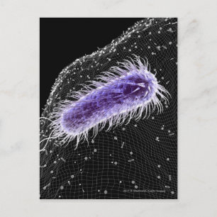 Microscopisch uitzicht van een helicobacter pylori briefkaart