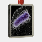 Microscopisch uitzicht van een helicobacter pylori metalen ornament (Rechts)