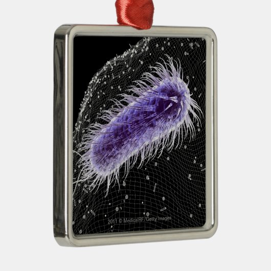 Microscopisch uitzicht van een helicobacter pylori metalen ornament (Rechts)