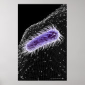 Microscopisch uitzicht van een helicobacter pylori poster (Voorkant)