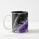 Microscopisch uitzicht van een helicobacter pylori tweekleurige koffiemok (Links)