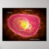 Microscopisch Uitzicht van een mestcel Poster (Voorkant)