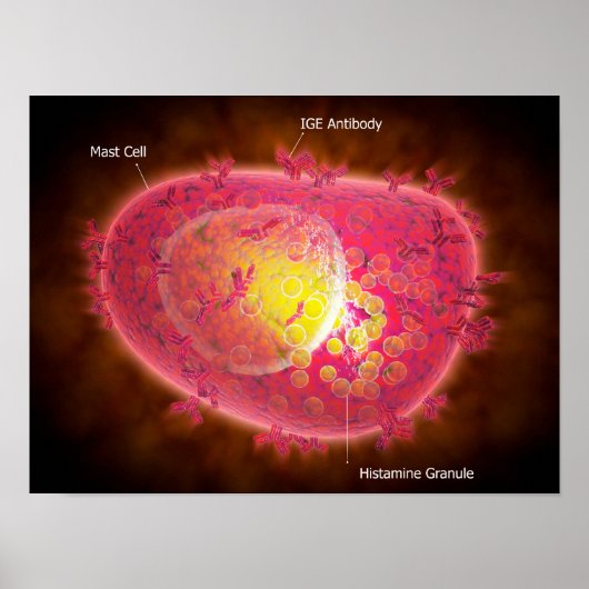 Microscopisch Uitzicht van een mestcel Poster (Voorkant)